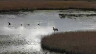 Lake Monster Killarney Ireland [upl. by Lari]