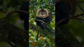 🦧 Wanderu is a liontailed macaque ytshort subscribe nature wildlife wildlifephotography [upl. by Eeldarb]