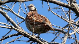 Northern Bobwhite Quail [upl. by Delacourt]