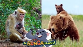 Who’s The Better Babysitter It’s UnBungalievable The Lion Guard Short [upl. by Aikahc]