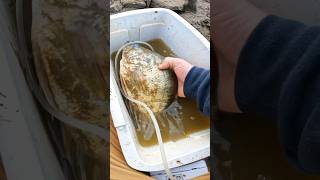 MASSIVE Crappie almost DIES 😱💀 crappiefishing shorts [upl. by Kat]