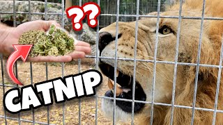 DO BIG CATS LIKE CATNIP  LIONS TIGERS LEOPARDS JAGUARS [upl. by Ynaittirb]