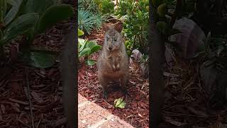 Close Encounters  Baby Tasmanian Pademelon Wallaby cutenessoverload [upl. by Anastatius]