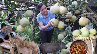 Take Care Animals and Harvest Grapefruits Garden Life In The Forest Beyond Civilization [upl. by Eeral]