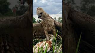 The power of Eagle fly Down hunting birds of pray on the ground eaglehunting amazing foryou [upl. by Ahselyt]