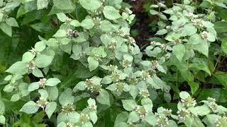 Mountain Mint Plant Profile [upl. by Reimer]