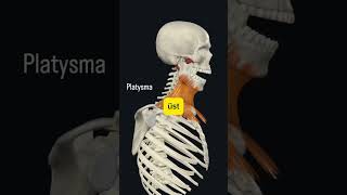 beniöneçıkart masaj asmr keşfet anatomy kasağrısı platysma [upl. by Jock310]