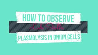 How to Observe Plasmolysis in Onion Cells [upl. by Aira700]