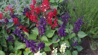 How to Prune Salvia to Produce More Flowers [upl. by Adim]