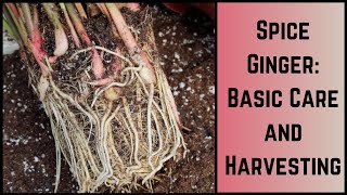 Spice Ginger Basic Care and Harvesting [upl. by Novert]