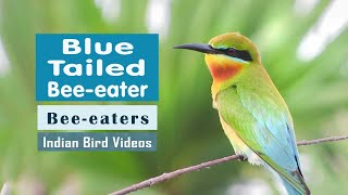 The Blue Tailed Bee Eater Merops philippinus  Indian Bird Videos [upl. by Harriman]