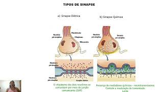 SinapsesAtualizado [upl. by Anny]