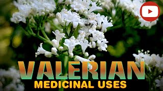 Valerian  A MEDICINAL POWERHOUSE Valeriana officinalis IDENTIFICATION amp USES [upl. by Astto]