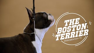 Boston Terriers The American Gentlemen of the Dog World [upl. by Ddahc]