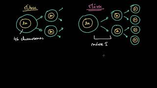 Comparaison entre mitose et méiose [upl. by Pillihpnhoj]