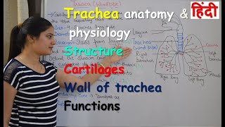 Trachea anatomy amp physiology in hindi  wind pipe  structure  cartilages  walls  functions [upl. by Byrne]