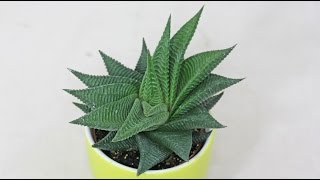 Haworthia limifolia [upl. by Knowling]