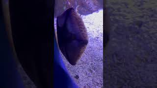 Ripleys Aquarium has some sort of new sea creature [upl. by Gnol]