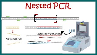 Nested PCR  Principle and usage [upl. by Nevak]