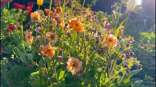 How to Collect amp Sow Geum Seeds  Perennial Garden [upl. by Cheadle]