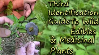 How To Identify Wild Edibles amp Medicinal Plants  A Full Video Guide [upl. by Bibeau]