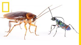 How Cockroaches Use Karate Kicks to Avoid Becoming Zombies  National Geographic [upl. by Esiuol]