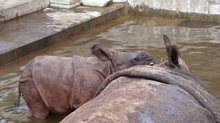 Indian rhinoceros baby with mum 20241024／Tama Zoological Park／4K [upl. by Eliseo641]