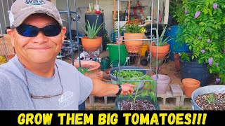 Growing An Oversized Tomato In A Tiny Pot vegogarden vegotomatoplanter [upl. by Goraud]