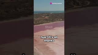 Why is Australias Lake Hillier Pink [upl. by Hornstein]