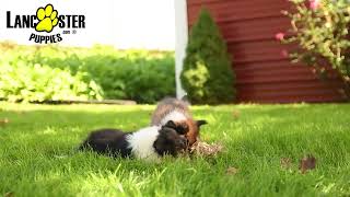 Playful Shetland Sheepdog Puppies [upl. by Ammeg]