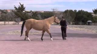 How to Assess Equine Lameness at the Walk [upl. by Gnidleif]