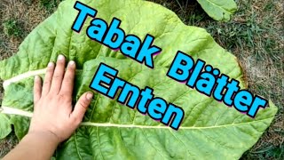 Tabak selber Anbauen  3 Tabak Blätter Ernten [upl. by Eimiaj]