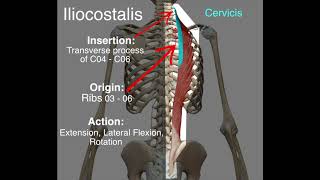 Iliocostalis  Origin amp Insertion [upl. by Aissej]