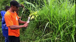 Foraging for Lemon grass  Feb 20 2020 Bali [upl. by Sila345]