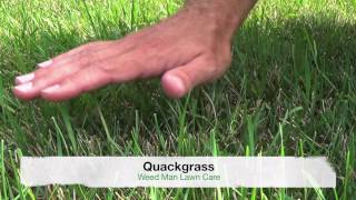 Crabgrass vs Quackgrass or Tall Fescue  Weedy Grasses [upl. by Gerita]