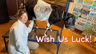 My First Attempt at Training Dairy Goats to Milk  Success or Fail [upl. by Skippy]