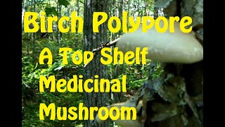 Birch Polypore  A Top Shelf Medicinal Mushroom [upl. by Marelda191]