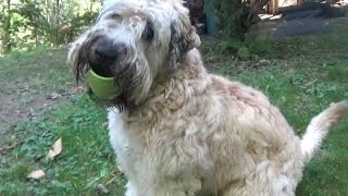 Wheaten Terrier Pup  Colour Me Happy [upl. by Hoye]