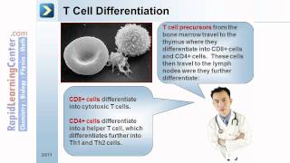 Rapid Learning Immunology  Immune System Structure and Function [upl. by Grounds]