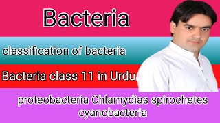 Bacteria  Classification of Bacteria  Biology lecture by Dr Mushtaq [upl. by Hoem]