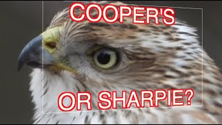 How to ID Coopers and Sharpshinned Hawks NARRATED [upl. by Eustatius50]