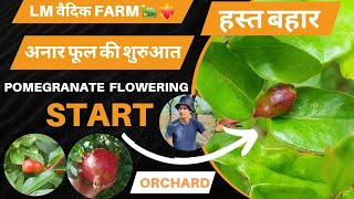 अनार हस्त बहार फुल प्रकिया 27 September 2024 pomegranate orchard [upl. by Nylyram162]