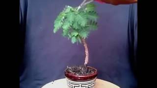 Membuat Bonsai Asem Jawa  Tamarindus Indica Bonsai [upl. by Dnomrej]