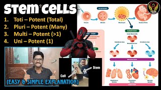 Stem Cells  Totipotent Pluripotent Multipotent Unipotent  ESC iPSc  Tamil  ThiNK Biology [upl. by Anisor526]