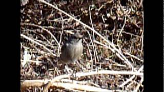 UN PETIT OISEAU à identifier ROUGEQUEUE NOIR femelle [upl. by Eillat]