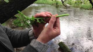 Hemlock Water Dropwort Oenanthe crocata [upl. by Bashuk]