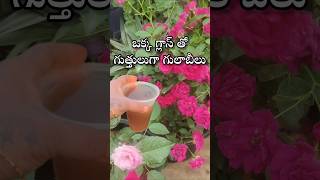 Best fertilizer for rose plant youtubeshorts shorts shortvideo garden [upl. by Areis]