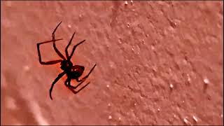 quotBLACK WIDOW Latrodectus is a genus of SPIDERS with several species TRUE WIDOWSquot [upl. by Tada552]