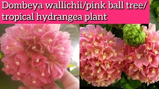 Dombeya plant care How to grow and care Dombeya wallichiipink ball treetropical hydrangea plant [upl. by Rehpatsirhc87]