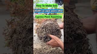 Plant Repotting For Beginners  Repotting Plants Soil Mix [upl. by Aicilyt]